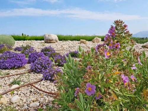 Cistus albidus and other purple flowers on a green roof